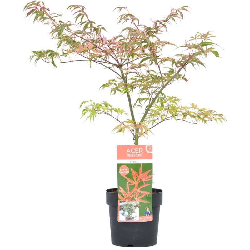Plant In A Box - Acer palmatum 'Shirazz' - Erable japonais - Pot 19cm - Hauteur 50-60cm - Vert