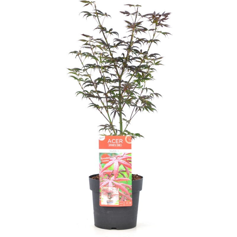 Plant In A Box - Acer palmatum 'Étoile de mer' - Érable japonais - Pot 19cm - Hauteur 60-70cm - Vert