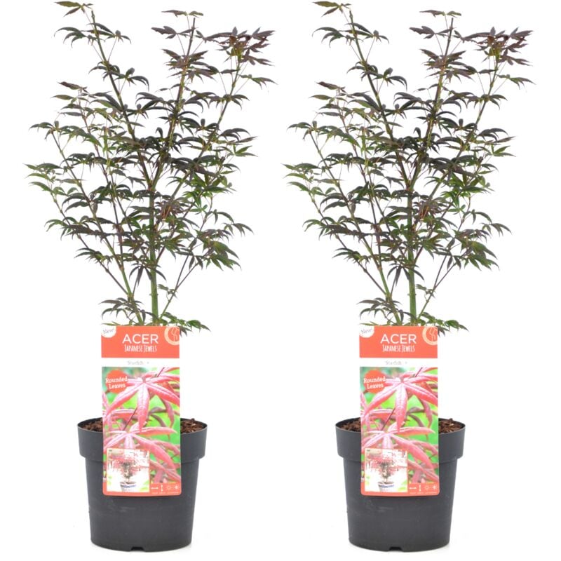 Plant In A Box - Acer palmatum 'Étoile de mer' - Set de 2 - Érable japonais - ⌀19cm - H60-70cm - Vert