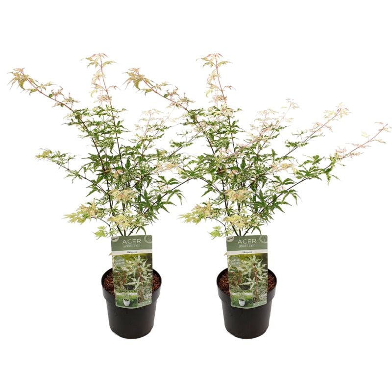 Plant In A Box - Acer palmatum 'Ukigumo' - Set de 2 - Erable du Japon - ⌀19cm - Hauteur 50-60cm - Vert