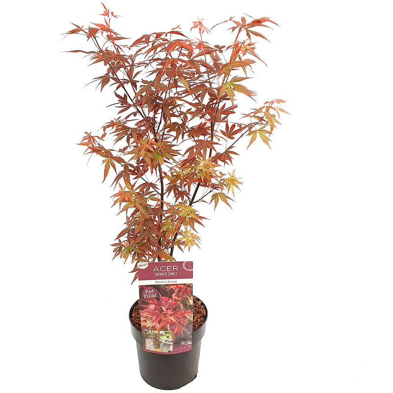 Bloomique - Acer 'Skeeter's Broom' – Érable du Japon – Arbuste – Entretien facile – ⌀19 cm - ↕60-70 cm
