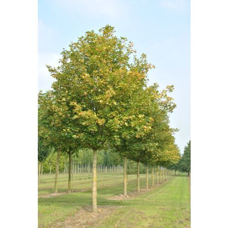 Acero campestre "Acer campestre" pianta in vaso 32 cm h. 2 mt e oltre