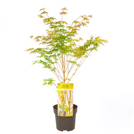 Acero giapponese "Acer palmatum Bi-hoo" pianta in vaso  18 cm h 80/100 cm circa