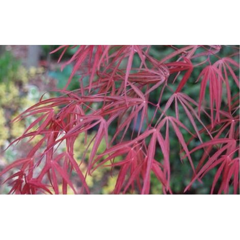 Acero giapponese "Acer palmatum Red Pygmy" vaso 26 cm h 120 cm cfr 10/12 cm