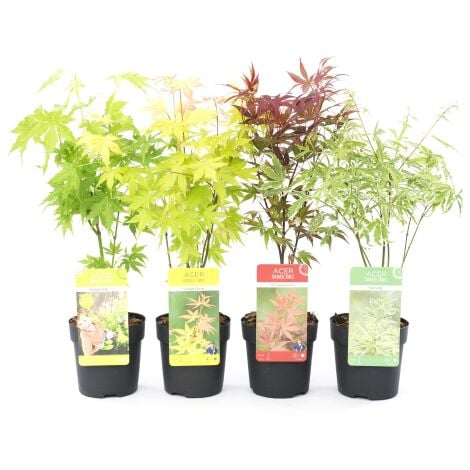 Acero palmato giapponese "Acer palmatum" mix 4 piante diverse in vaso 11 cm