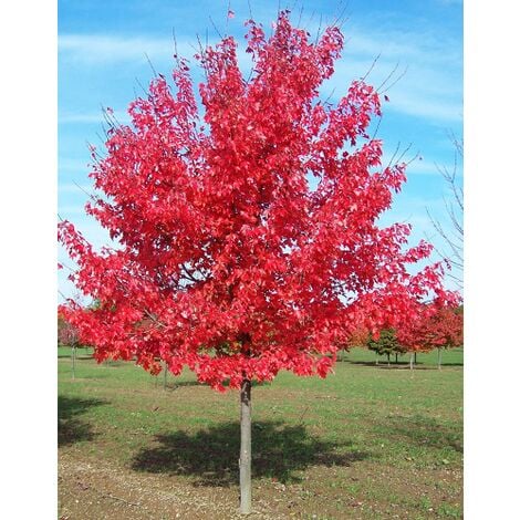 Acero Rosso "Acer rubrum" Acero Scarlatto in vaso  18 cm h. 140/170 cm