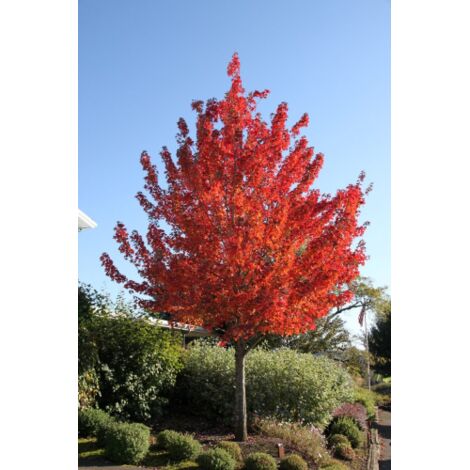 Acero Rosso "Acer rubrum" Acero Scarlatto in vaso  Ă¸18 cm h. 150/200 cm