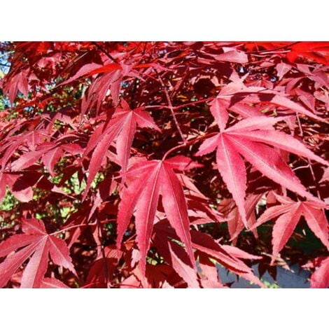 10 semi di ACERO NANO Giapponese scheda per Bonsai Acer Palmatum