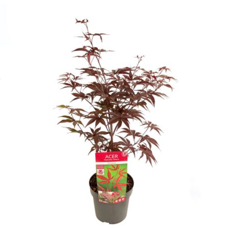 Acero Rosso Giapponese "Acer Palmatum Bloodgood" pianta in vaso  20 cm