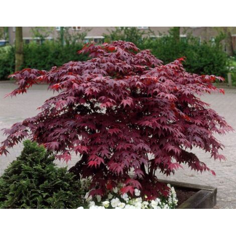 Acero Rosso Giapponese "Acer Palmatum Bloodgood" pianta in vaso  35 cm h. 100/150 cm