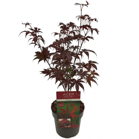 Acero rosso giapponese "Acer palmatum Bloodgood" pianta innestata in vaso 10 cm