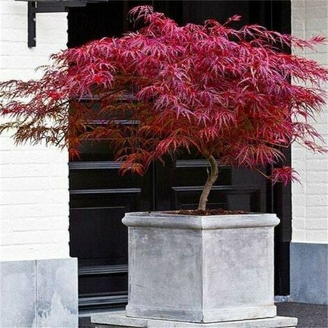 Acero rosso giapponese "Acer palmatum dissectum Firecracker" pianta in vaso 20 cm