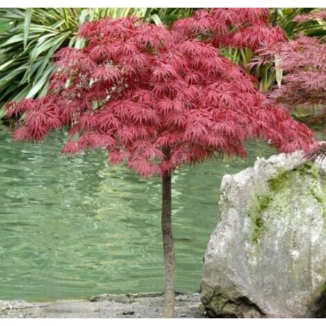 Acero rosso giapponese "Acer palmatum dissectum Garnet" esemplare in vaso 40 cm