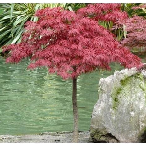 Acero rosso giapponese "Acer palmatum dissectum Garnet" pianta in vaso 35 cm