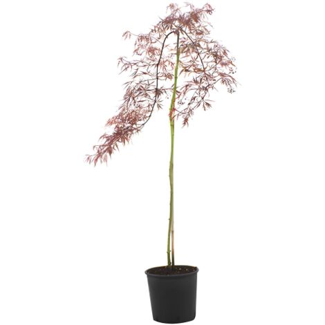 Acero rosso giapponese "Acer palmatum dissectum Inaba Shidare" pianta in vaso  18 cm