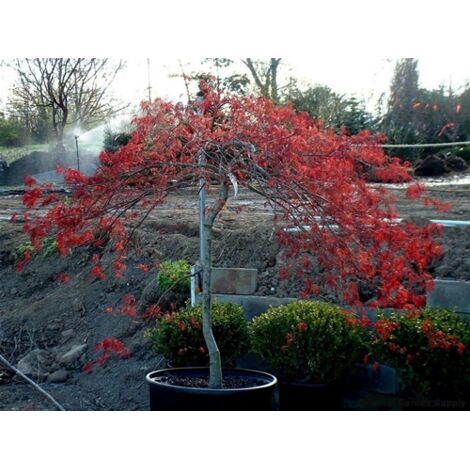 Acero rosso giapponese "Acer palmatum dissectum Inaba Shidare" pianta in vaso  40 cm