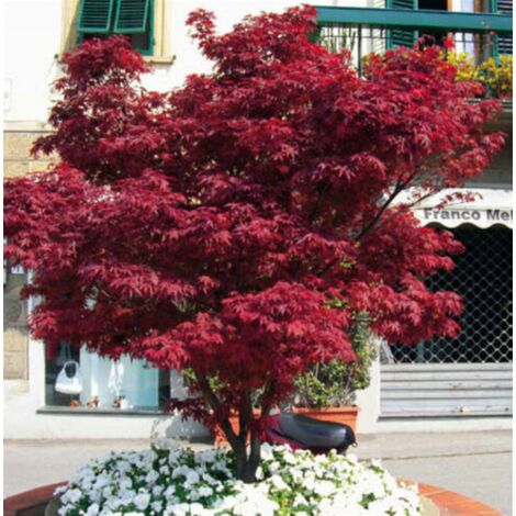 Acero rosso giapponese "Acer palmatum Fireglow" FG1 pianta in vaso  22 cm