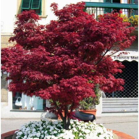 Acero rosso giapponese "Acer palmatum Fireglow" pianta in vaso da 2 litri