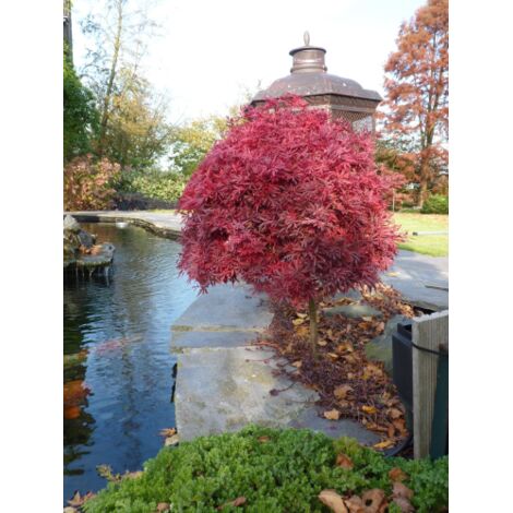 Acero rosso giapponese "Acer palmatum Hime Shojo" pianta in vaso  19 cm h. 1 metro