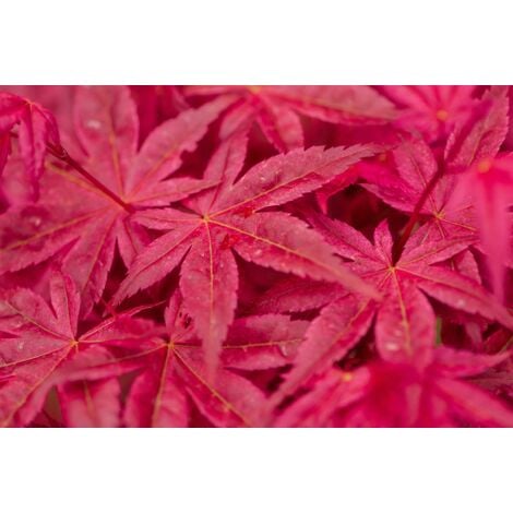 Acero rosso giapponese "Acer palmatum Kogane Nishiki" pianta in vaso 20 cm
