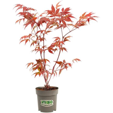 Acero rosso giapponese "Acer palmatum Momiji" pianta a cespuglio in vaso 2 litri h. 150/200 cm