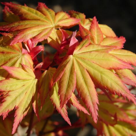 Acero rosso giapponese "Acer palmatum Orange Dream" pianta in vaso  11 cm