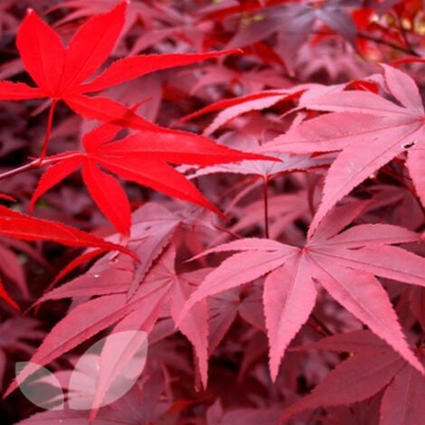 Acero rosso giapponese "Acer palmatum Red Emperor" pianta in vaso 20 cm