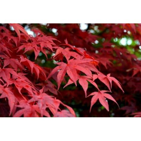 Acero rosso Giapponese "Acer palmatum Red Flash" pianta in mastello  40 cm h 140/160 cm