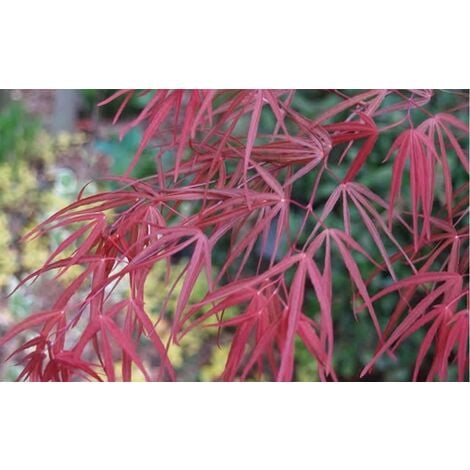 Acero rosso giapponese "Acer palmatum Red Pygmy" pianta in vaso 26 cm h. 120 cm cfr. tronco 10/12 cm