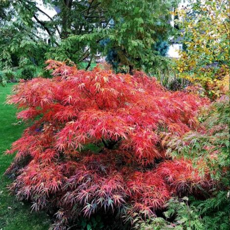 Acero Rosso Giapponese "Acer Palmatum Red Pygmy" pianta in vaso  30 cm