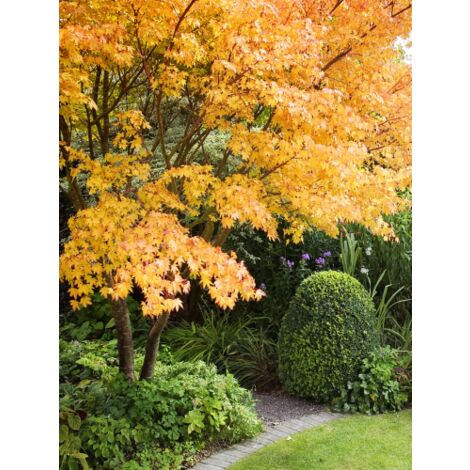 Acero rosso giapponese "Acer palmatum Sango Kaku" pianta in vaso 20