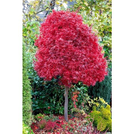 Acero rosso giapponese "Acer palmatum Skeeter's Broom" pianta in vaso 20 cm