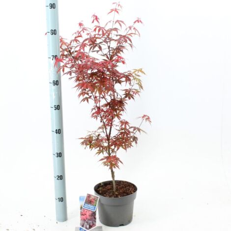 Acero rosso giapponese "Acer palmatum Skeeter's Broom" pianta in vaso  22 cm H 120/160 cm