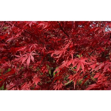 Acero Rosso Giapponese "Acer Palmatum Suminagashi" in vaso 20 cm