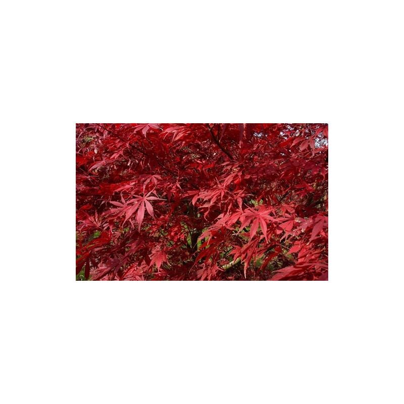 Acero rosso giapponese "acer palmatum suminagashi" vaso Ø ...