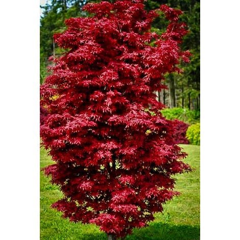 Acero rosso giapponese "Acer palmatum Twombly's Red Sentinel" pianta in vaso 20 cm