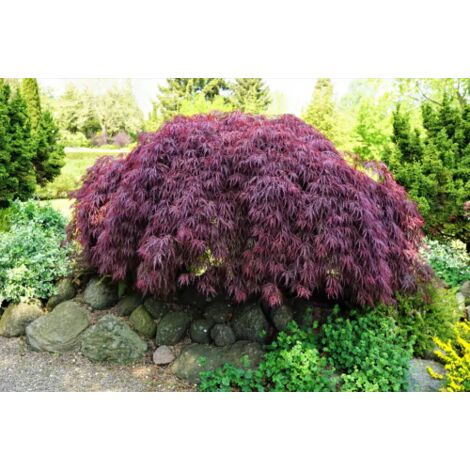 Acero rosso giapponese ad innesto basso "Acer palmatum dissectum Garnet" pianta in vaso Ă¸22 cm