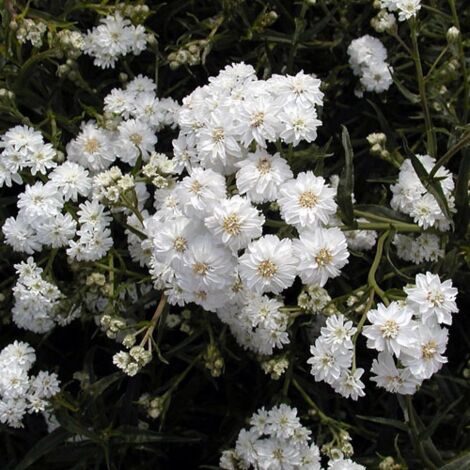 Achillea ptarmica Boule de Neige - Bouton d'argent Pot de 2L/3L