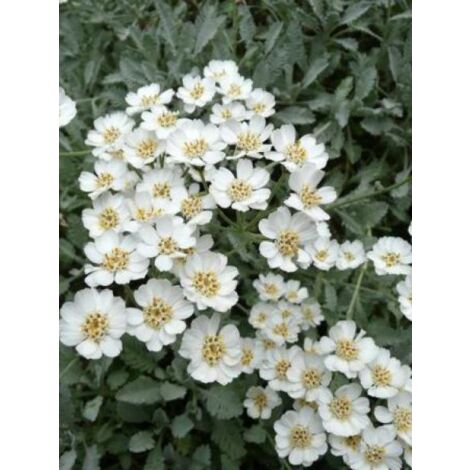 Achillée en ombelle Godet de 8/9 cm