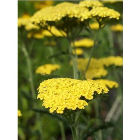 Achillée 'Helios' Godet de 8/9 cm