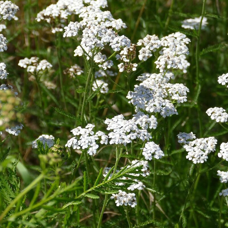 Achillée millefeuille | Conditionnement: Lot de 9 godets
