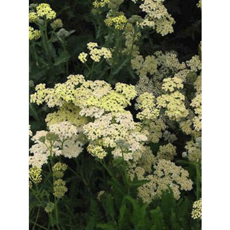 Achillée millefeuille 'Alabaster' Godet de 8/9 cm