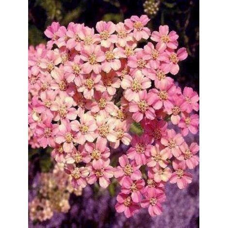 Achillée millefeuille 'Apfelblüte' Godet de 8/9 cm