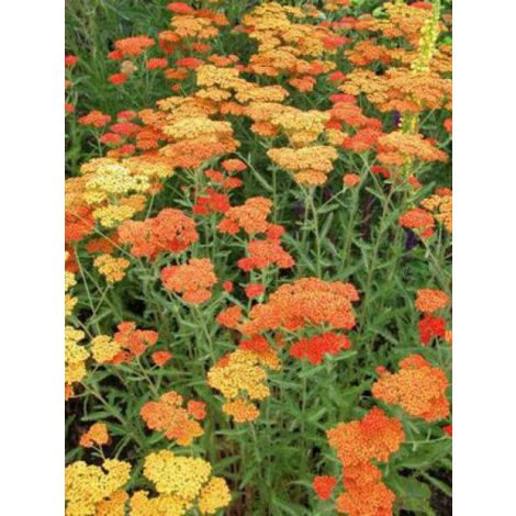 Achillée millefeuille 'Feuerland' Godet de 8/9 cm