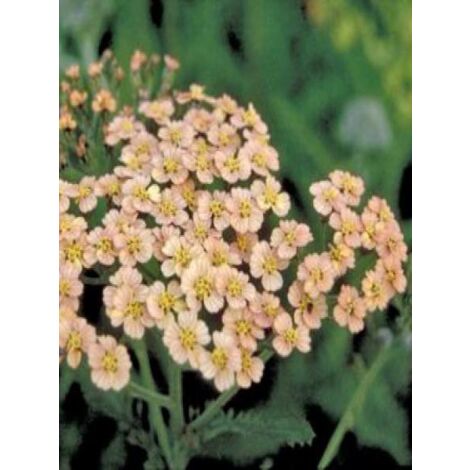 Achillée millefeuille 'Hannelore Pahl' Godet de 8/9 cm