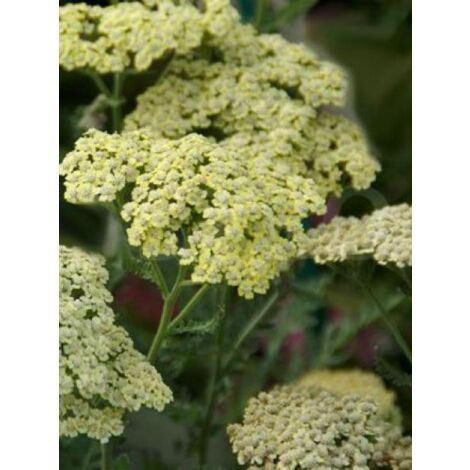 Achillée millefeuille 'Hymne' Godet de 8/9 cm