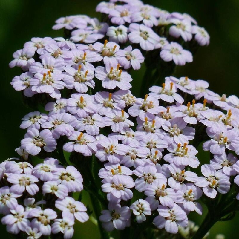 Achill&eacute;e millefeuille Lilac Beauty/Godet