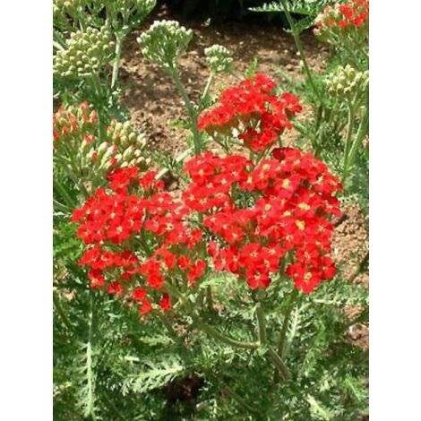 Achillée millefeuille 'Paprika' Pot de 2L/3L