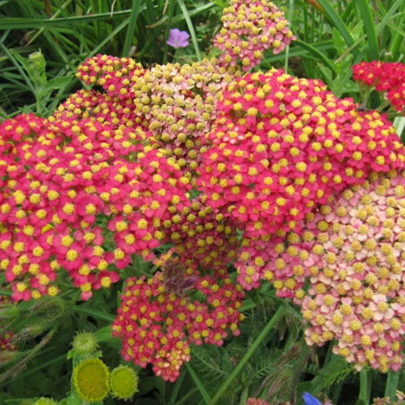Achillée millefeuille Red Beauty/Godet