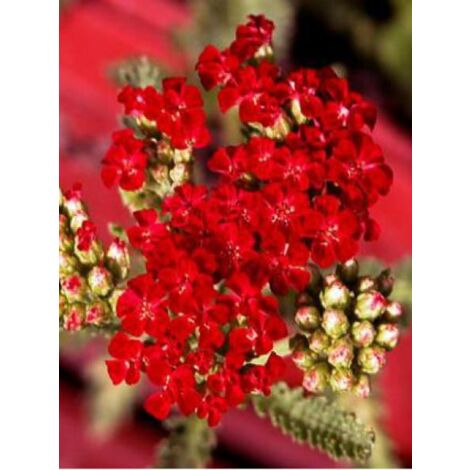 Achillée millefeuille 'Red Velvet' Godet de 8/9 cm